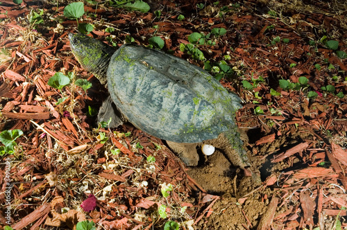 snapping turtle laying eggs