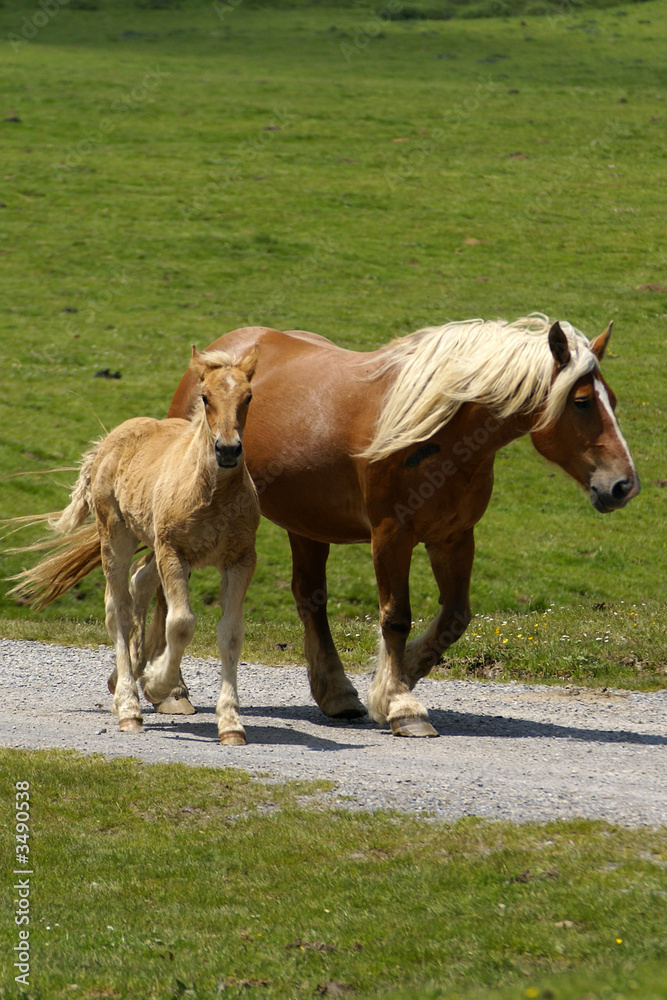 Fototapeta premium le poulain et sa maman