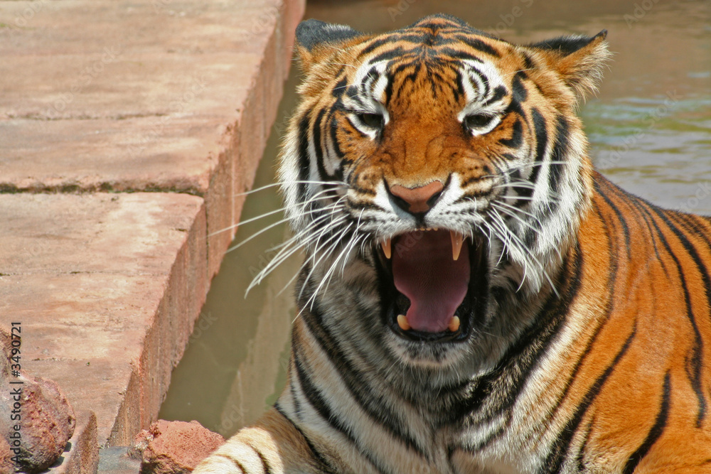 Obraz premium ferocious tiger