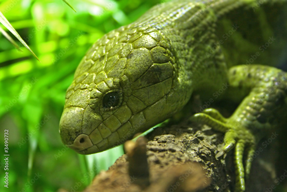 Naklejka premium lizard