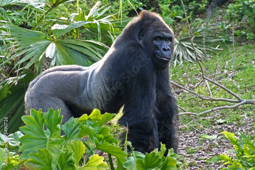 grinning gorilla