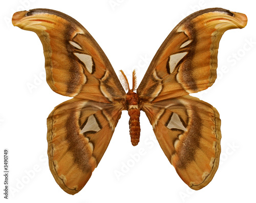atlas moth photo