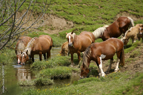 les chevaux boivent