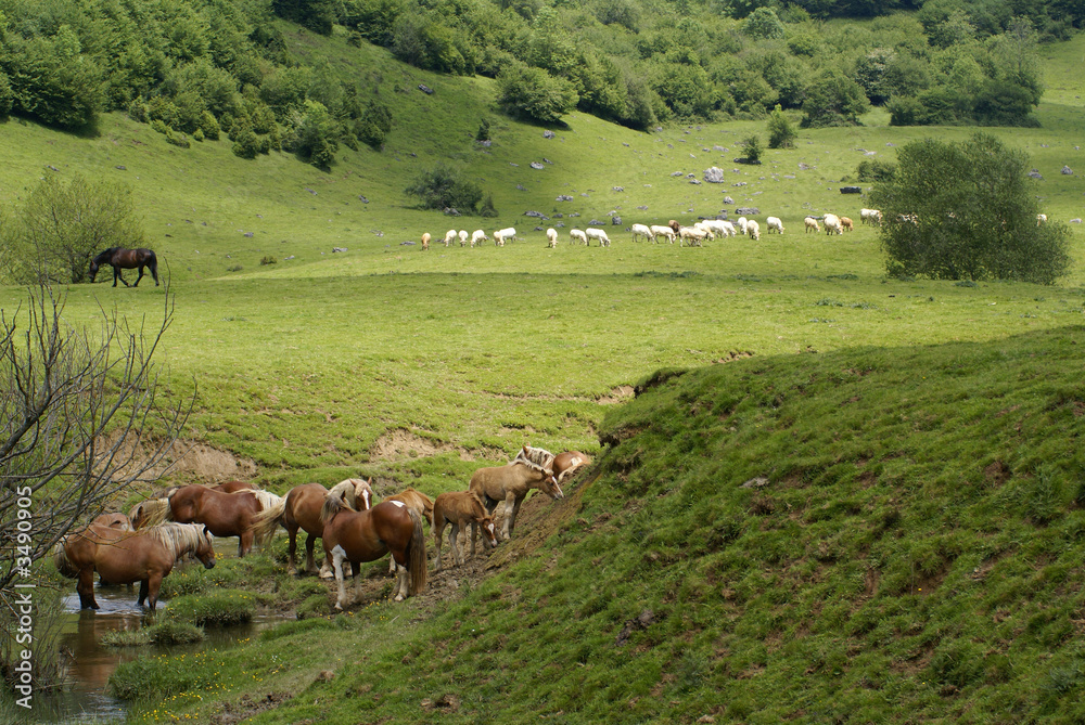 Naklejka premium animaux libres