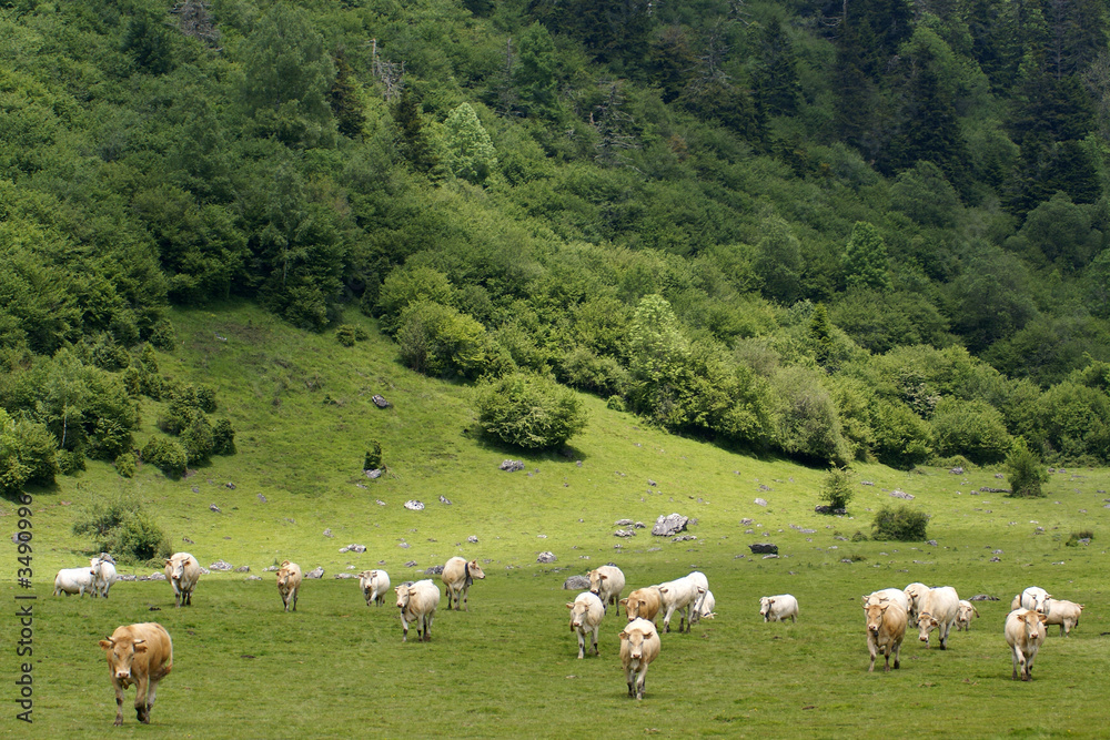 Obraz premium troupeau de vaches