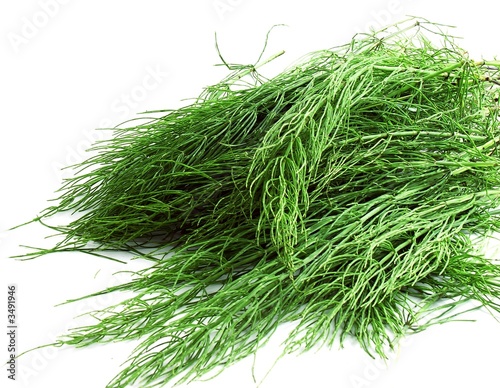 herb of horsetail
