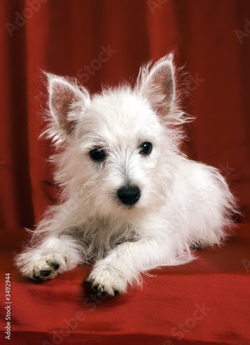 westie front facing