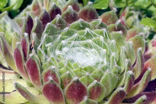 houseleek rosette