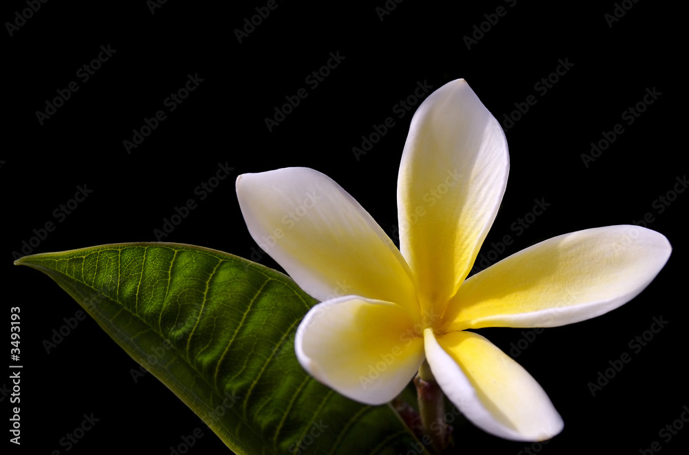 Obraz premium frangipani flower