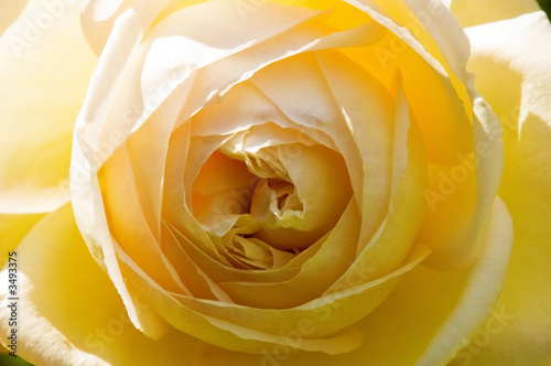 rose bloom