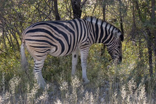 z  bre en gros plan - namibie