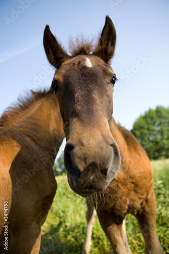 Fototapeta Naklejka Na Ścianę i Meble -  young horse