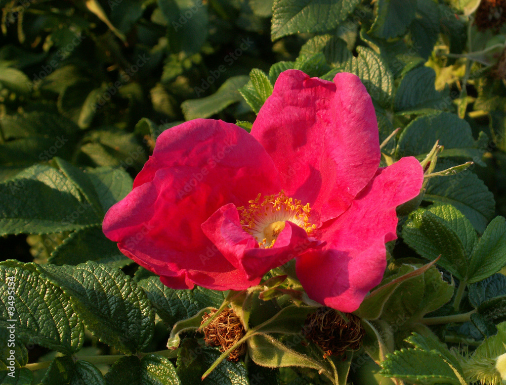 rose