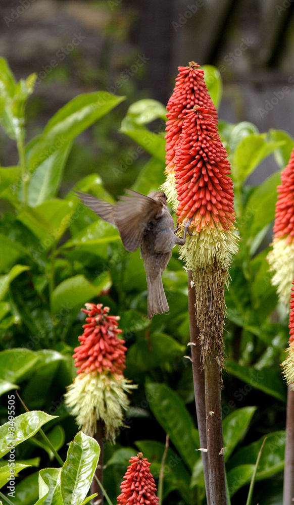 red hot poker flowers and the sparrows red hot poker flowers and the sparrows