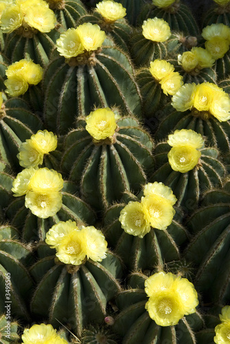 eriocactus magnificus photo