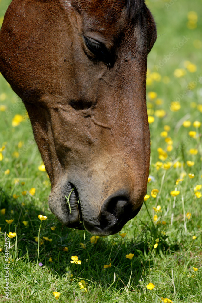Naklejka premium horse
