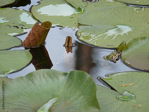 teichfrosch photo