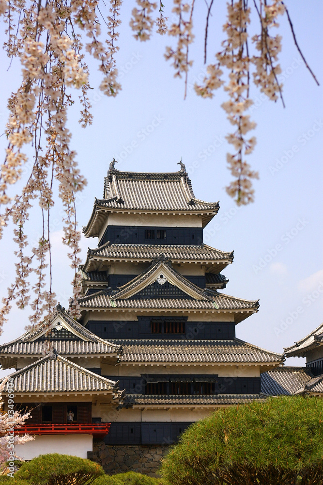 a traditional Japanese castle with cherry blossom in foreground a traditional Japanese castle with cherry blossom in foreground
