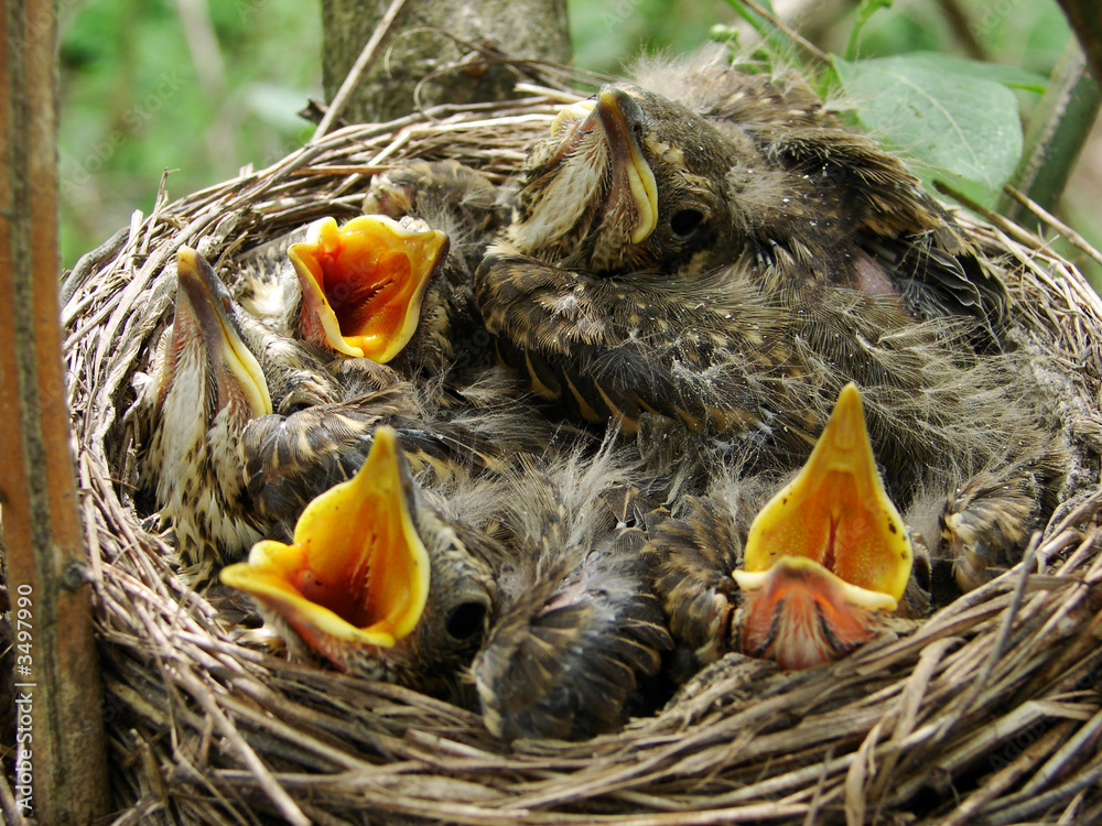nest nest
