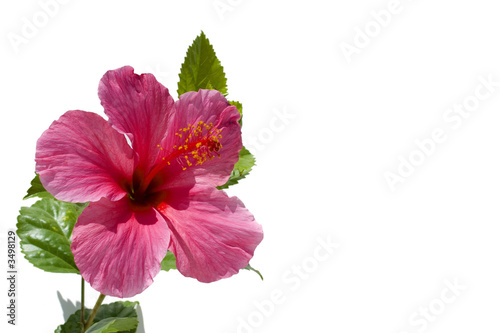 pink hibiscus on white back...