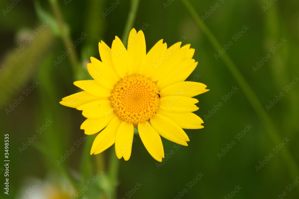 yellow wild flower yellow wild flower