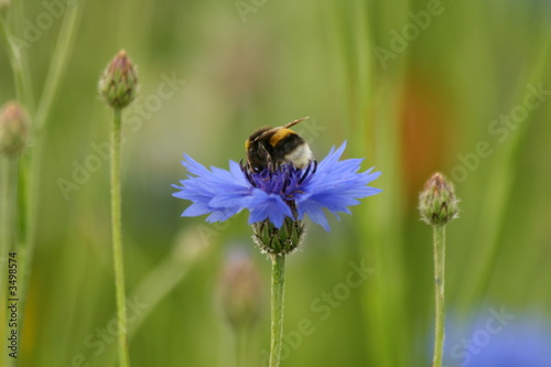 blue flower and a bee © Ali Taylor