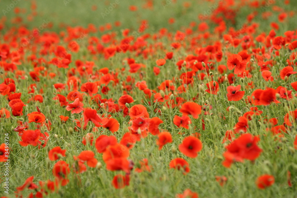 poppies