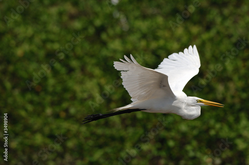 great egret flying costa rica