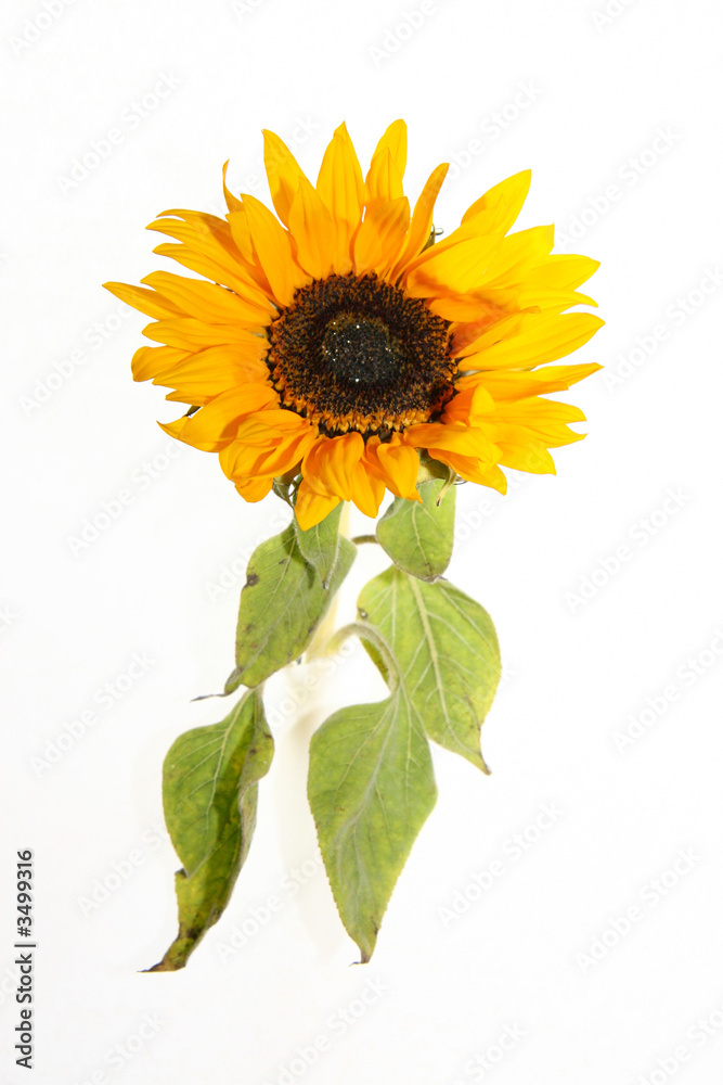 Obraz premium sunflower