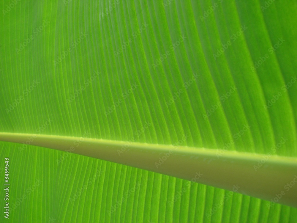 bananenblatt bananenblatt