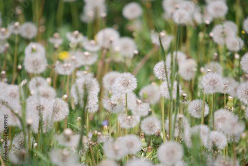   dandelion