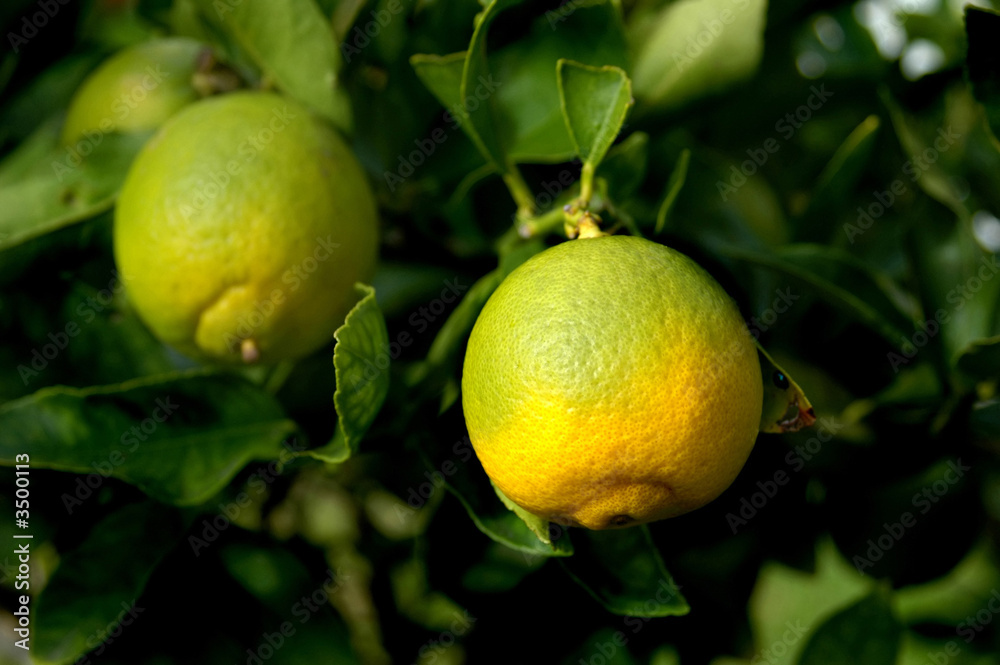 growing citrus
