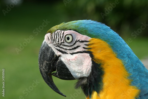 guacamaya