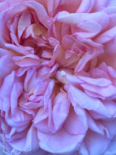 english rose photo