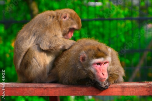 monkey