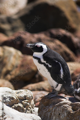 Jackass Penguin on the rocks