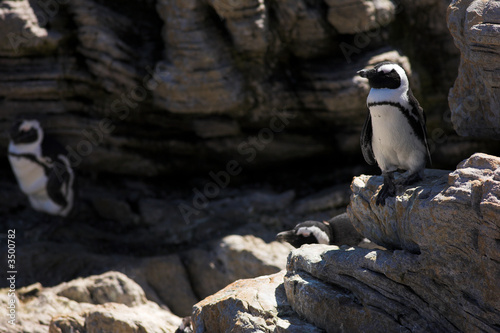 Jackass Penguins on the rocks