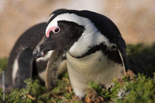 Fototapet Jackass Penguins