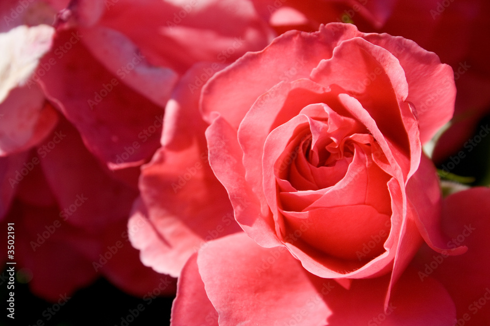 rosenknospe rosenknospe
