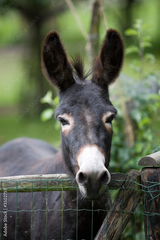 cute donkey