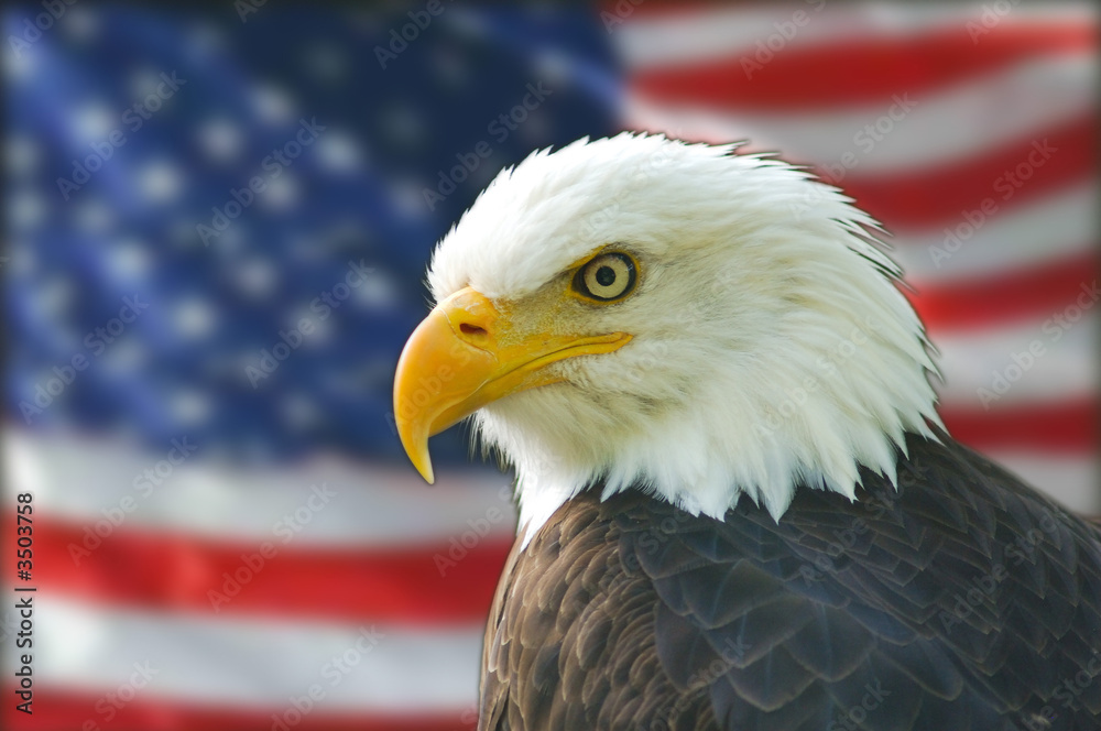 Naklejka premium american bald eagle flag