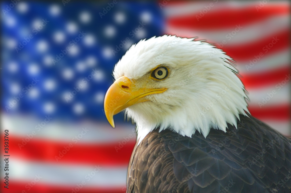 Fototapeta premium bald eagle american flag