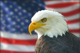 american bald eagle flag