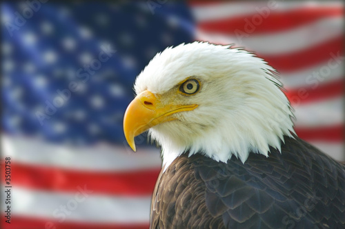 american bald eagle flag