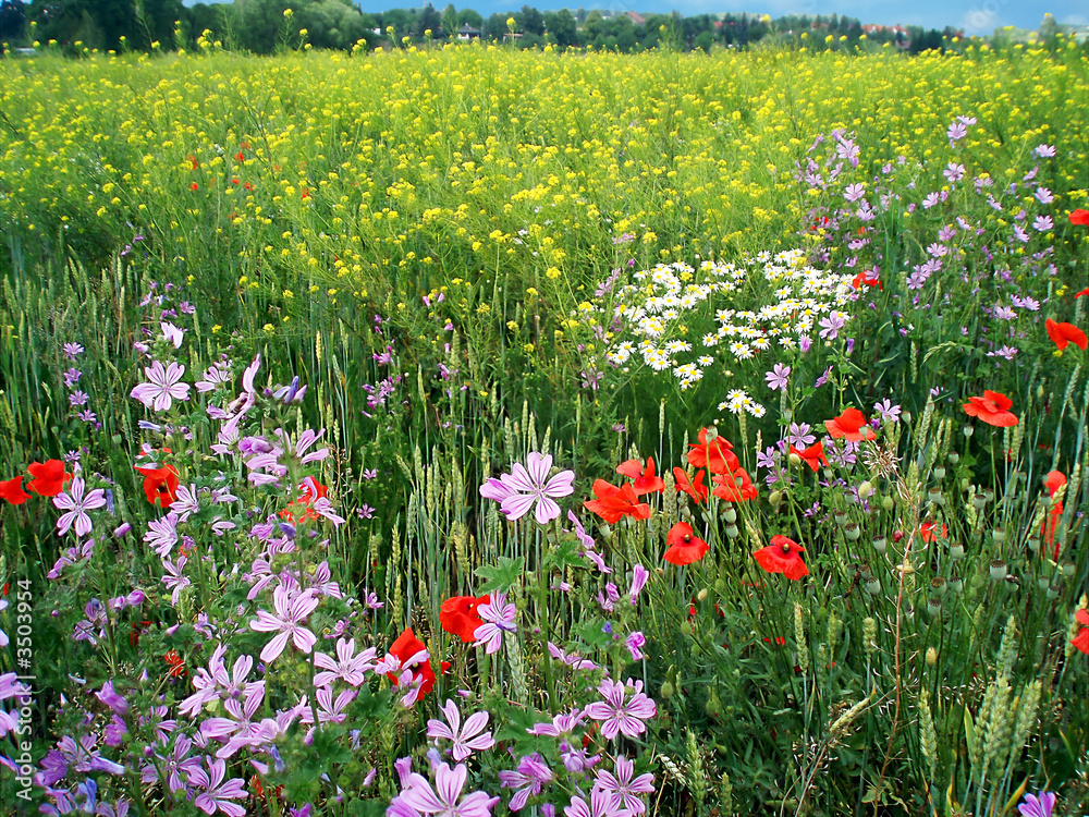 meadow in the spring Stock Photo | Adobe Stock