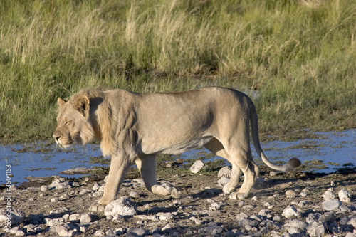 lion dans le parc d'etosha - namibie photo