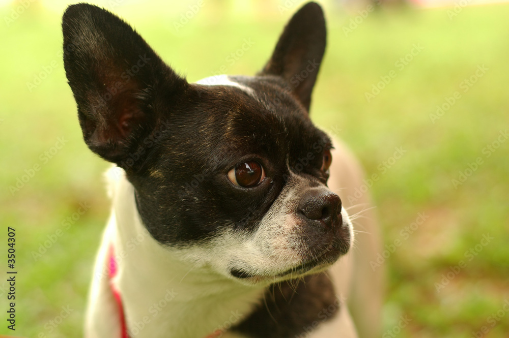 closeup boston terrier