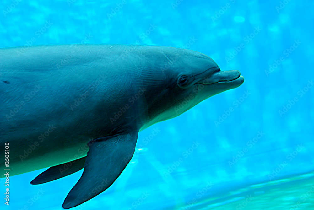 Naklejka premium delfino