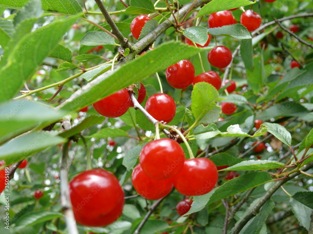 griottes rouges au milieu des feuilles vertes