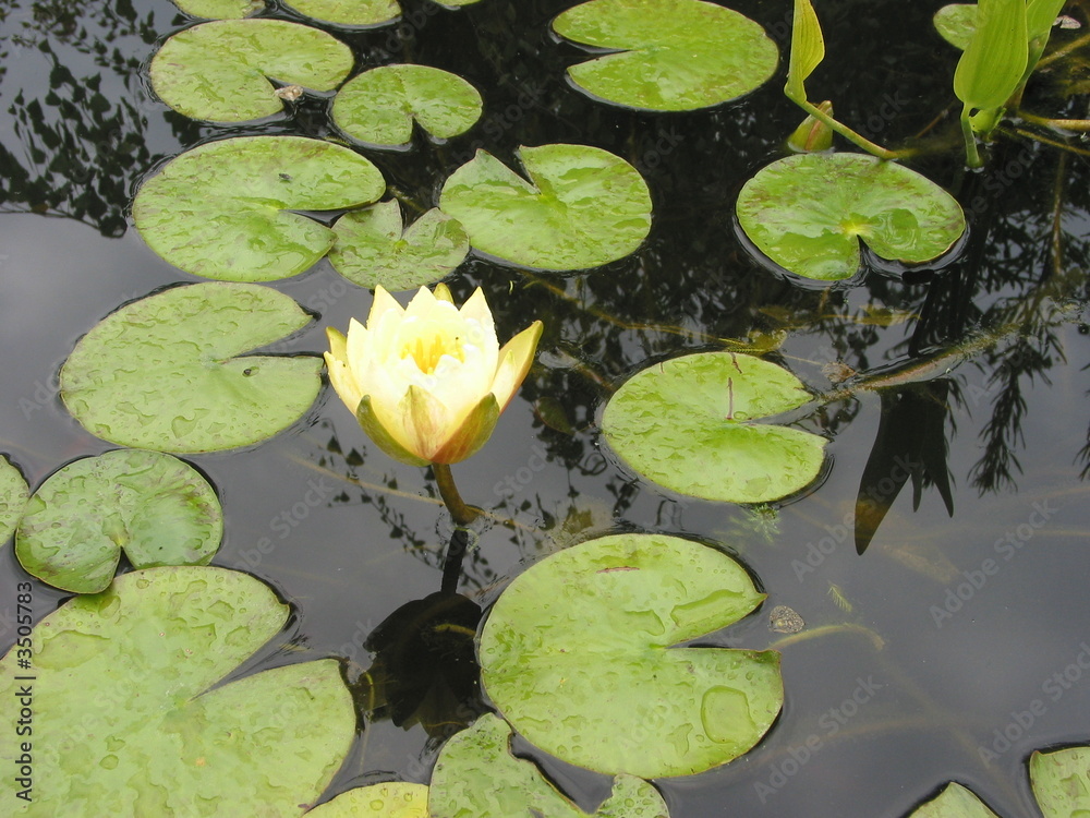 nenuphare 2